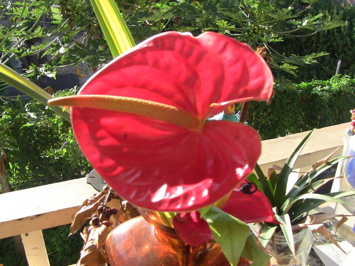 Kona Hawaii Guest House A Unique Hawaii Experience Keauhou Екстериор снимка