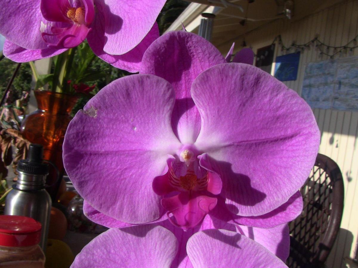 Kona Hawaii Guest House A Unique Hawaii Experience Keauhou Екстериор снимка